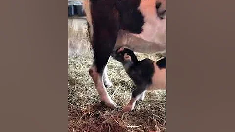 New Kids on the Farm