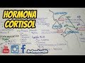 FISIOLOGIA: Cortisol (Sintesis,Transporte, Metabolismo, funcion y eliminacion)