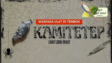 Lihat Lebih Dekat - Kamitetep, Waspada Ulat di Tembok Rumahmu #lihatlebihdekat