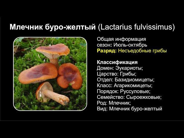 Внешний вид гриба