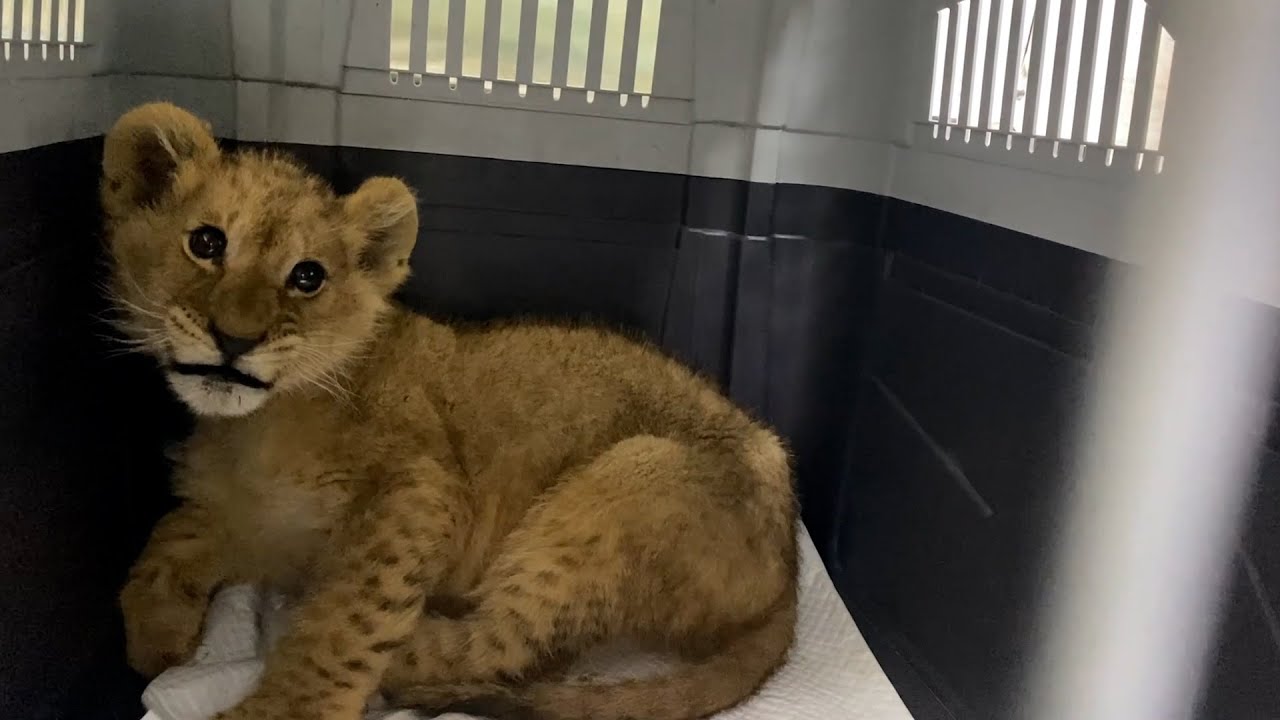 We're working to end cruelty to wildlife