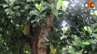 Jackfruit tree nature