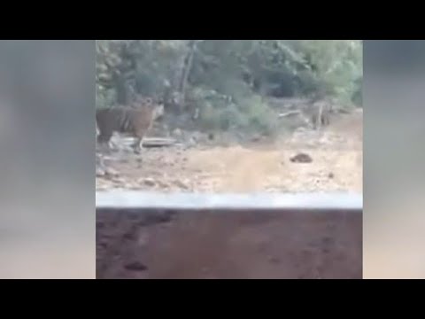 Unduh 610 Koleksi Gambar Harimau Jalan  Gratis HD