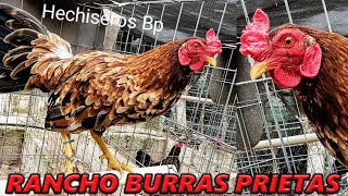 Monster Hs Bp Shamo Asil Rancho Burras Prietas | Beautiful Birds