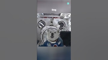How Animals React In Zero Gravity