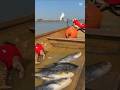 Funny Cat and Pigeon Fighting on a Fishing Boat 🌊 #Animals