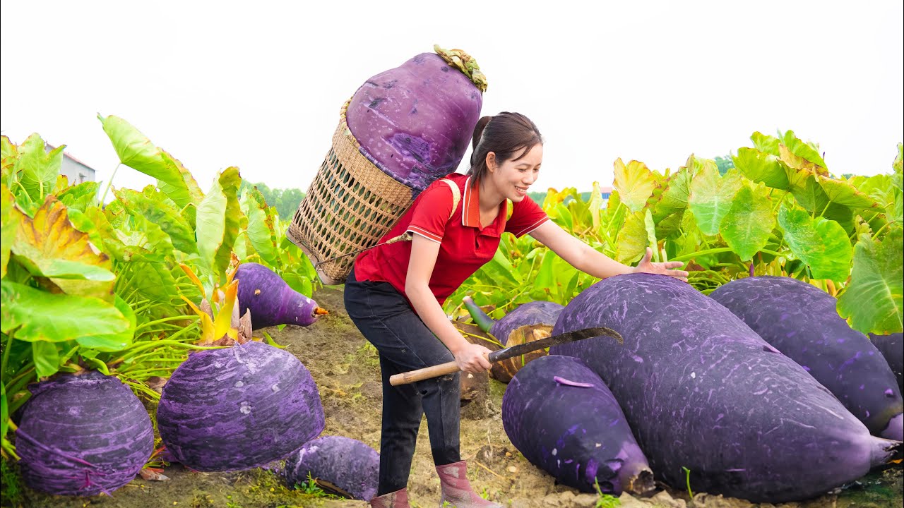 Harvesting Giant Taro Roots Purple - How to make Fried Taro with Green ...
