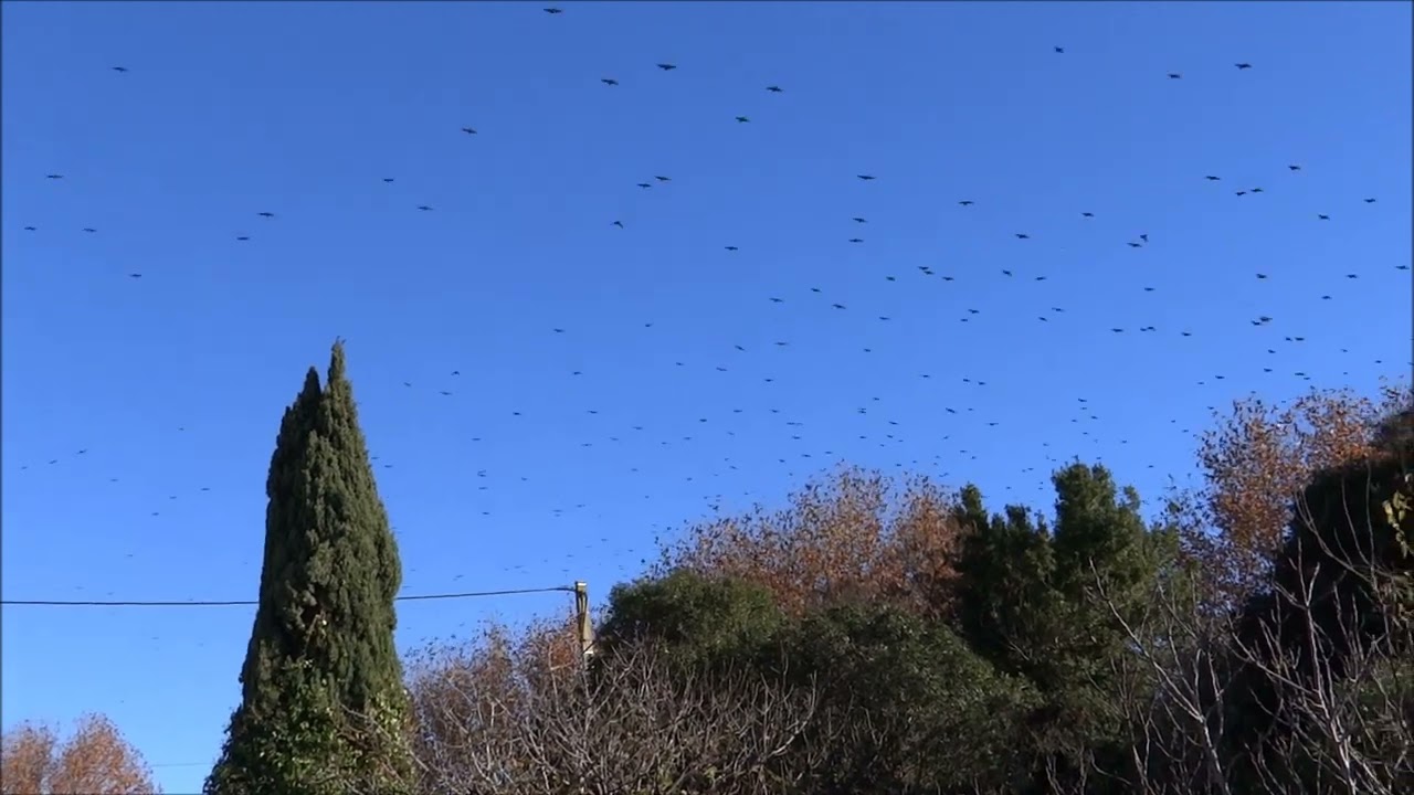 La valse des sansonnets