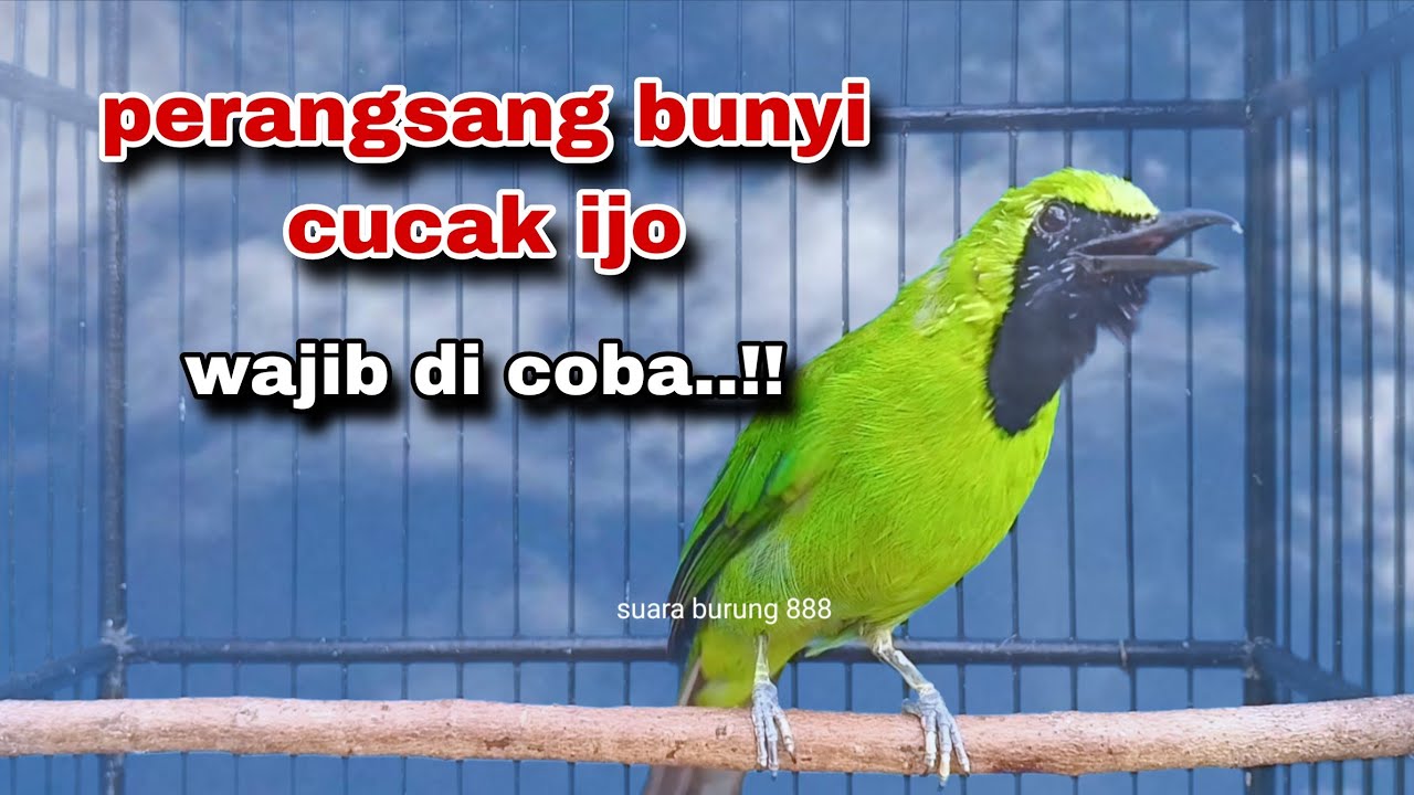 Cucak Ijo Gacor,Memancing Cucak Ijo Lain Langsung Jamtrok 