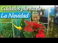 🎄 Cómo Cuidar la Planta de NAVIDAD - Poinsettia, Flor de Pascua / Navidad en la HUERTA CASERA 🎄