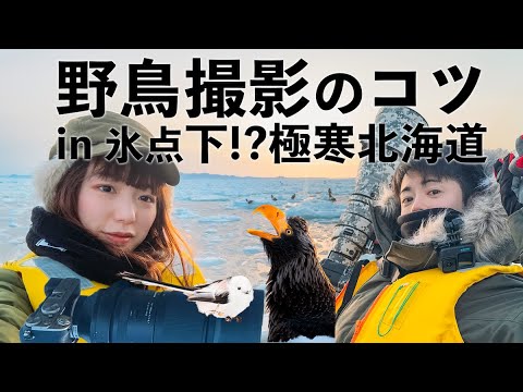 【野鳥撮影】600mmと1200mmの超望遠レンズで動物撮影！in冬の北海道【キツネ｜シマエナガ｜オオワシ】