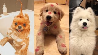 CUTE AND FUNNY DOGS VIDEO COMPILATION   Alert of a lot of cuteness in this video  I Funny Pets