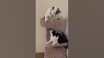 Cats fighting over cat tower #catnip #cats #likeandsubscribe