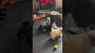 Pug Puppies Play Fight With Cat - 1501363