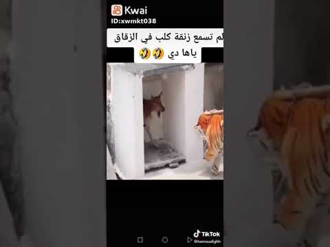 زنقة كلب