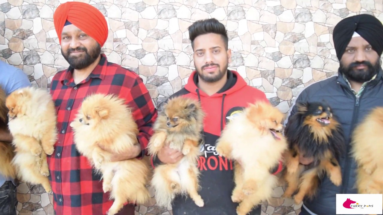 Pomeranian standard explained Mandeep Singh Ahluwalia | furrypoms  #toypomeranian #cutepomeranian