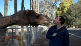 Clyde the Camel in Paradise Valley, Arizona