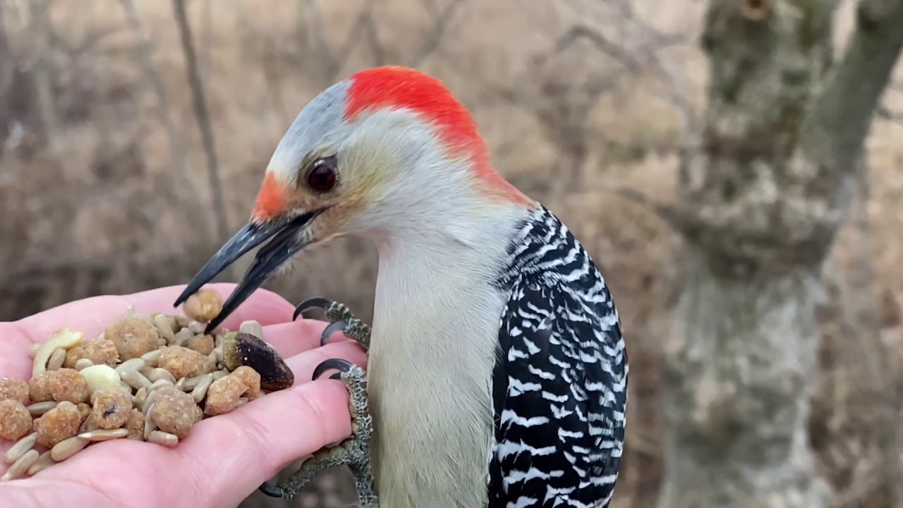 woodpecker food