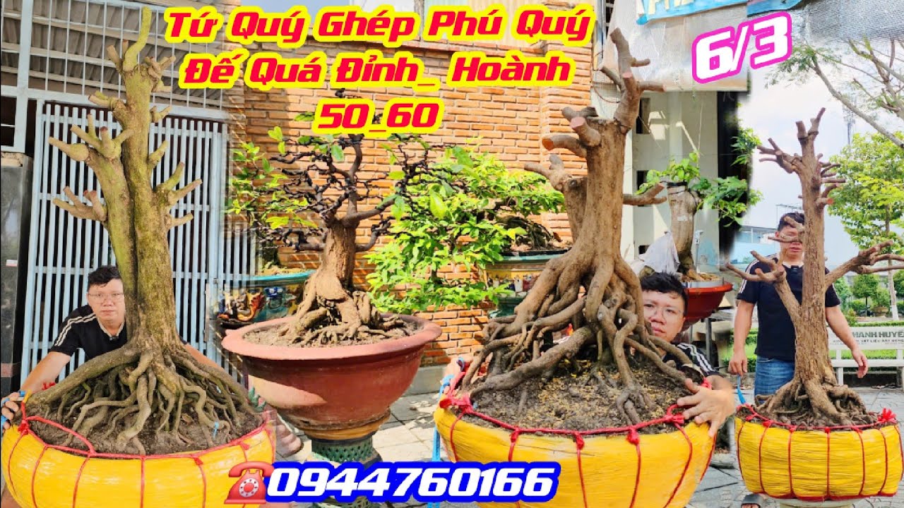 #TrườngAn_0944760166, Chào Bán 6/3, Phôi Tứ Quý ghép Phú Quý Đế Cực Vip, Hoành Lơn 50_60cm/ Cần Thơ