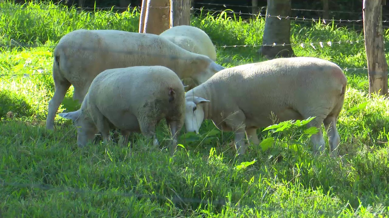 Разведение породы овец Тексель
