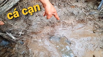 Cái vũng nhỏ vậy mà không ngờ có cá, lươn và về nấu canh chua | Bông lúa Miền Tây