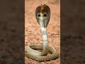 #cobra #snake #blackcobra#shorts