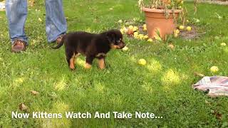 Rottweiler Puppy Bea Sneaking by Nature Check 36 views 3 months ago 49 seconds