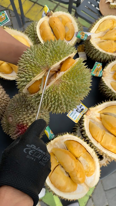 DURIAN 1,3 JUTA #durian #masduren