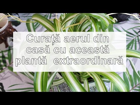 Vídeo: Chlorophytum és Una Planta D'interior Preferida Pels Cultivadors De Flors