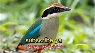 Download lagu Masteran Burung Paok Gacor