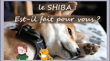 Est-ce que le Shiba Inu est affectueux ?