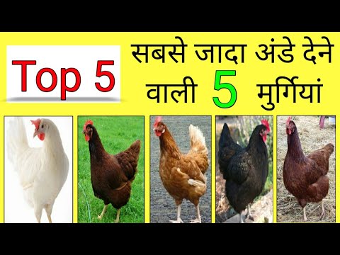 वीडियो: कौन सी मुर्गियां सबसे अच्छी उड़ती हैं