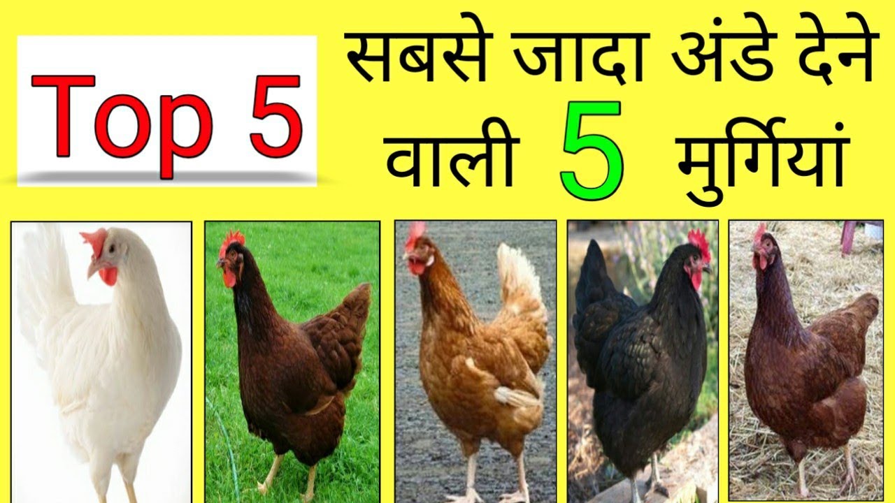 Download V 24, bv 300, bv 380 chicken, rir murgi farm, black ...