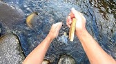 海と大地から食料を調達して半サバイバル生活 Youtube 海と大地から食料を調達して半サバイバル生活 Youtube