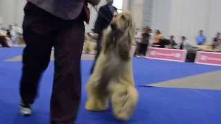 Eds 2013 - Kouros Di Sole E Dazzuro