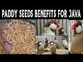 Paddy Seeds Benefits For Java & Other Birds | Full of Vitamins & Minerals | اردو/हिंदी | Lodhi Birds