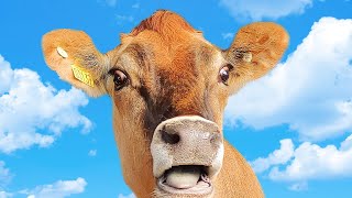 Джерсейська порода корів | Скільки молока дає корова джерсі і чим вона відрізняється від голштинів