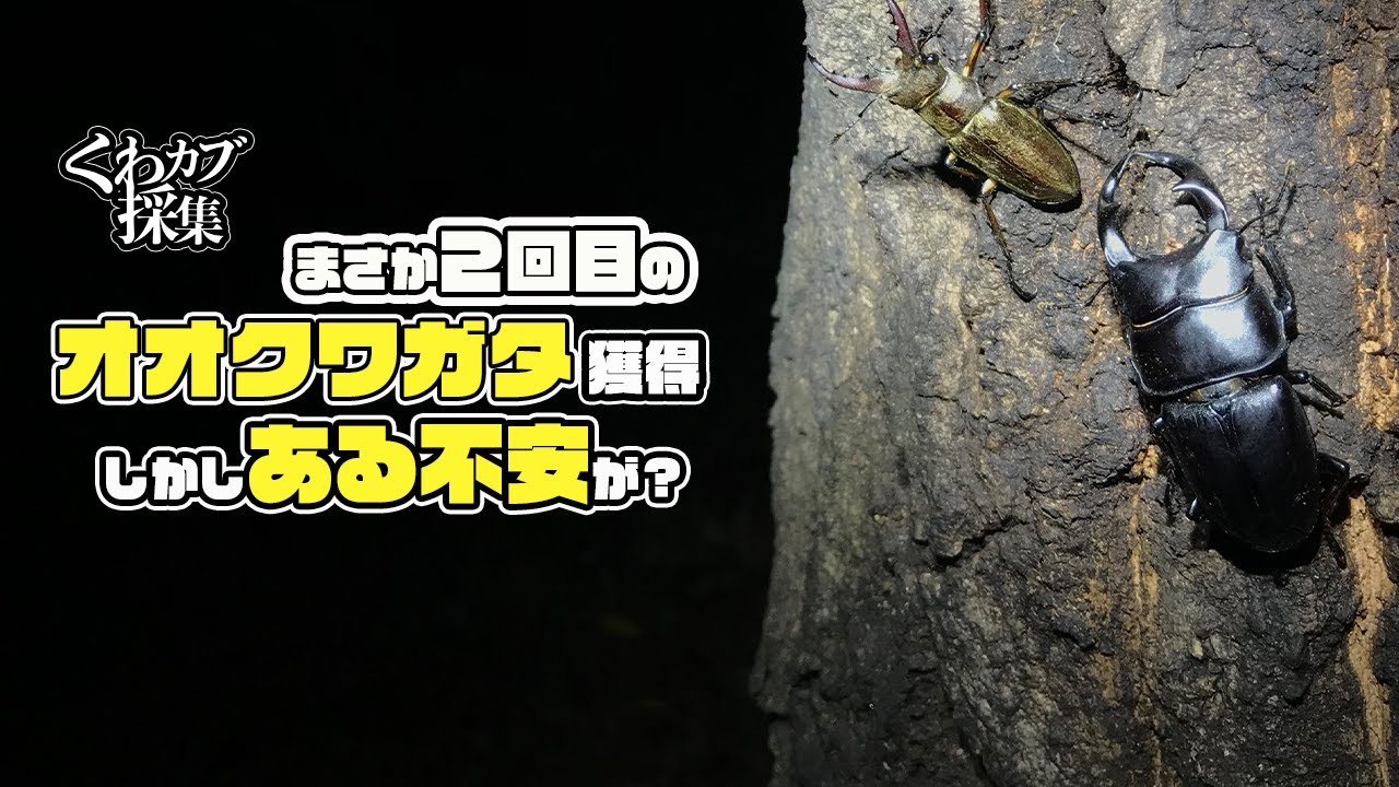 ウソやん こんな所でオオクワガタ採集できた 21年5月クワガタ採集 昆虫採集 Youtube