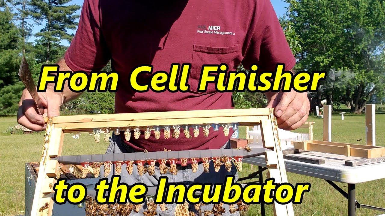 From Cell Finisher to Incubator