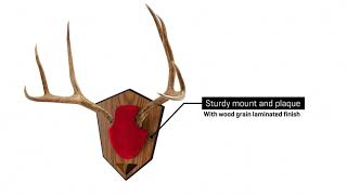Details about   Allen Antler Mounting Kit Skull Cover Engraveable Plaque Deer Wall Mount Hanger 