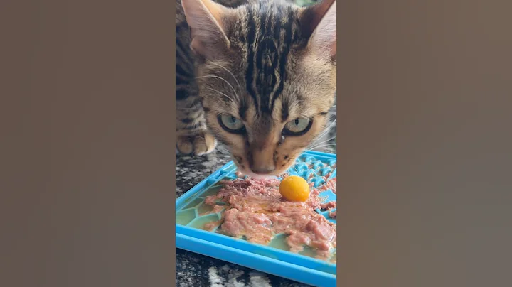 Video 10130831: bengalcat bengals cat kitten, feeding bengal, bengal cat sounds, kitten chicken