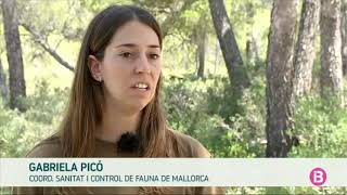 Capturades més de 5.000 serps invasores a les Balears en quatre anys