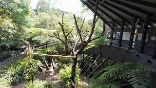 Taronga Zoo, Sydney - the Koala house 4k