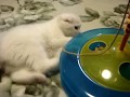このオモチャ楽しい!【スコティッシュフォールド】