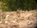 طير القبرة او الترغه الصحراوي طير القبرة او الترغه الصحراوي