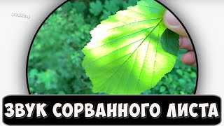 Звук сорванного листа (листочка) с дерева