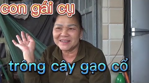 cây gạo cổ trên 500 tuổi thôn Thái Thành xã Thái thụy Thái Bình