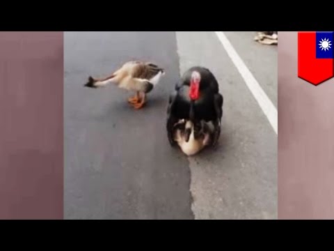 How to tell the difference between a goose and a gander - Vent Sexing How to tell the difference between a goose and a gander - Vent Sexing