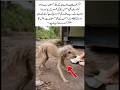 A dog is eating and drinking in a humans hand.#shortvideo #dog #sad #food #humanity #kindness #viral