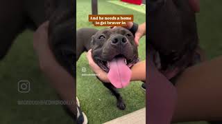 Lion 🦁 256452 needs a home to get braver in